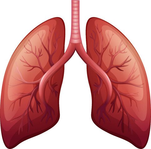 Bildresultat för lungor tecknade