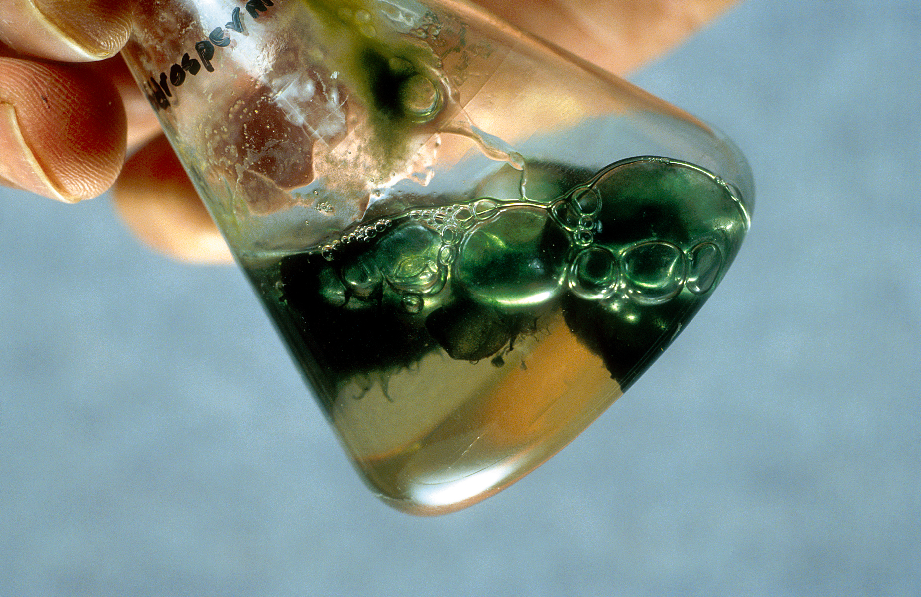 Водоросли в пробирке. Отравление сине-зелеными водорослями. Колба с бактериями. Микробы в колбе. Микропластик в колбе.