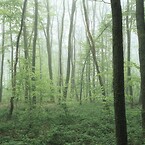 Eftersom skolan mer eller mindre omges av skog åt alla håll, valde man ett vackert foto av en vårskog från en nationalpark i Ardennerna som mall för fasadbilden, som därmed harmoniserar med den naturliga terrängen