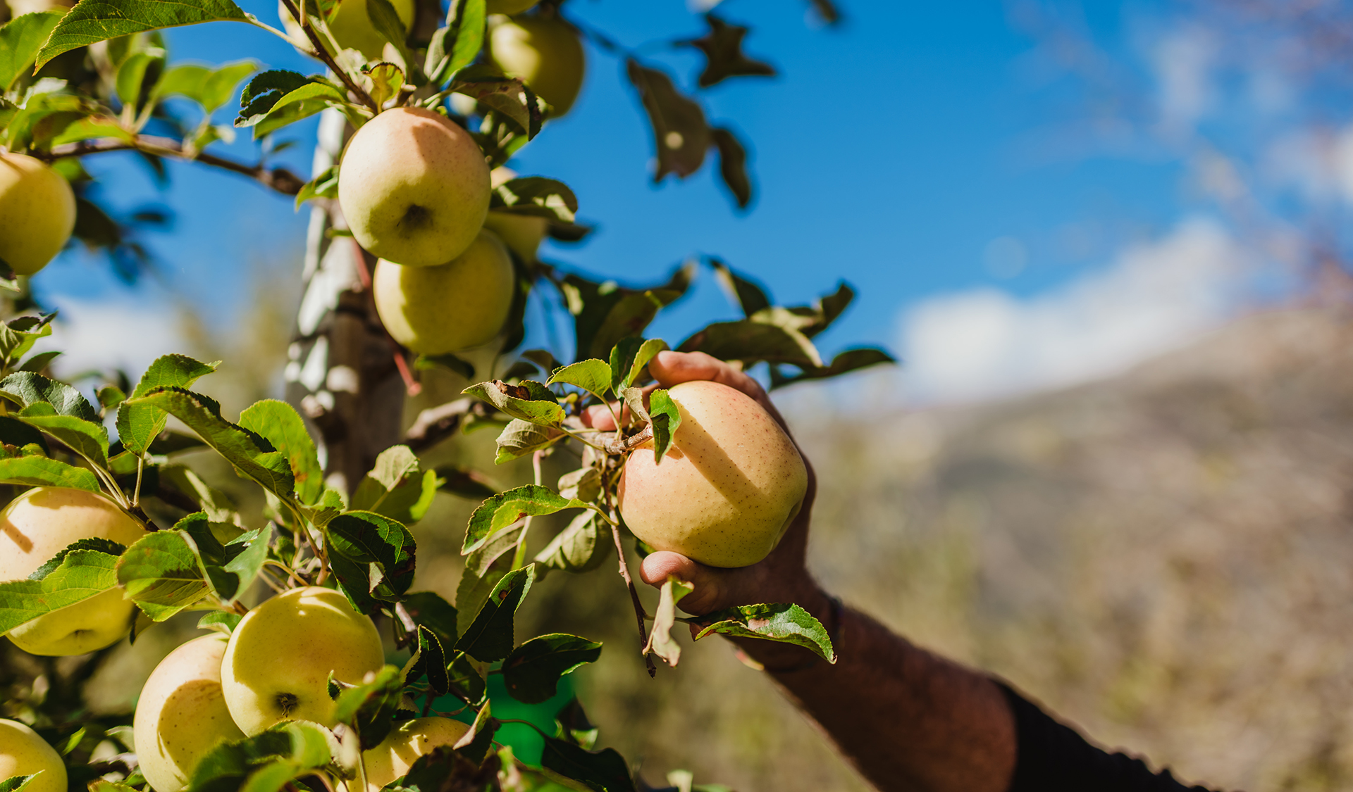 Val Venosta has become one of the leading production areas of organic apples in Europe in terms of both quantity and product quality.