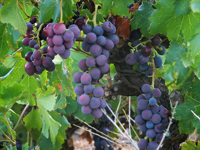 irma økologisk vin irma økologisk vin