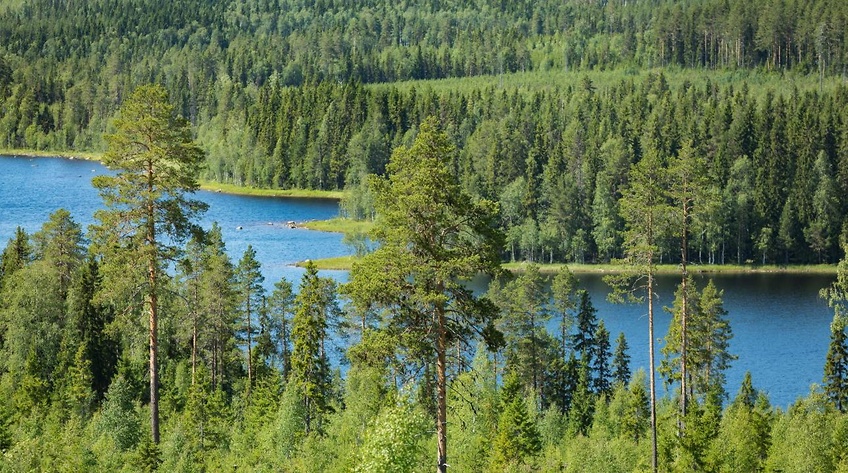 Skog hektar Skog hektar