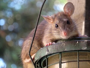 Nedslidte kloakledninger og utætte brønde kan føre til rotteproblemer.