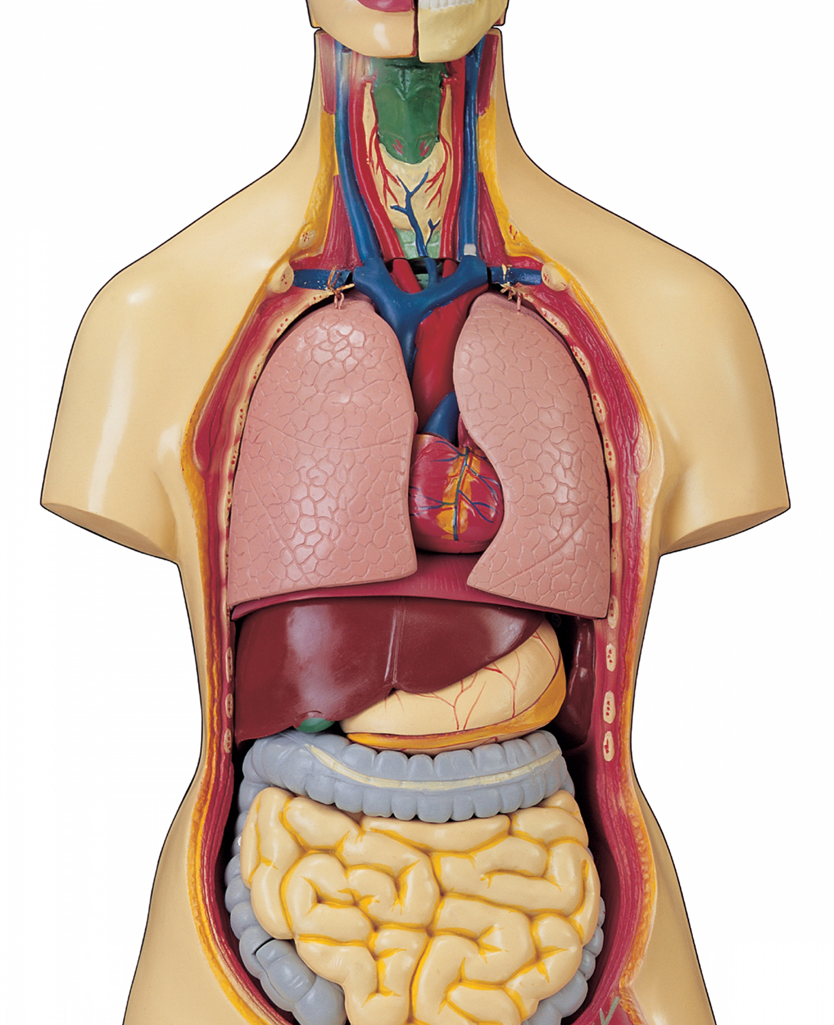 Внутренние органы фото. Манекен человека в разрезе анатомия.