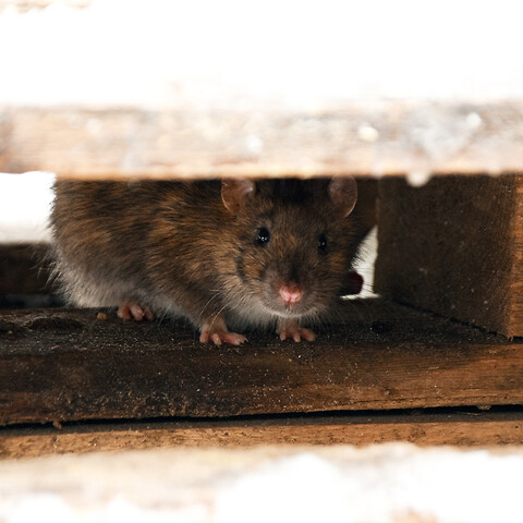 Giftfri og effektiv rottebekæmpelse - Rottebekæmpelse
