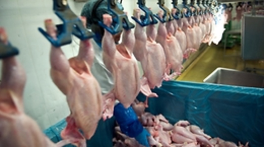 skal ambulance Dempsey Flere bakterier i importerede kyllinger - RetailNews
