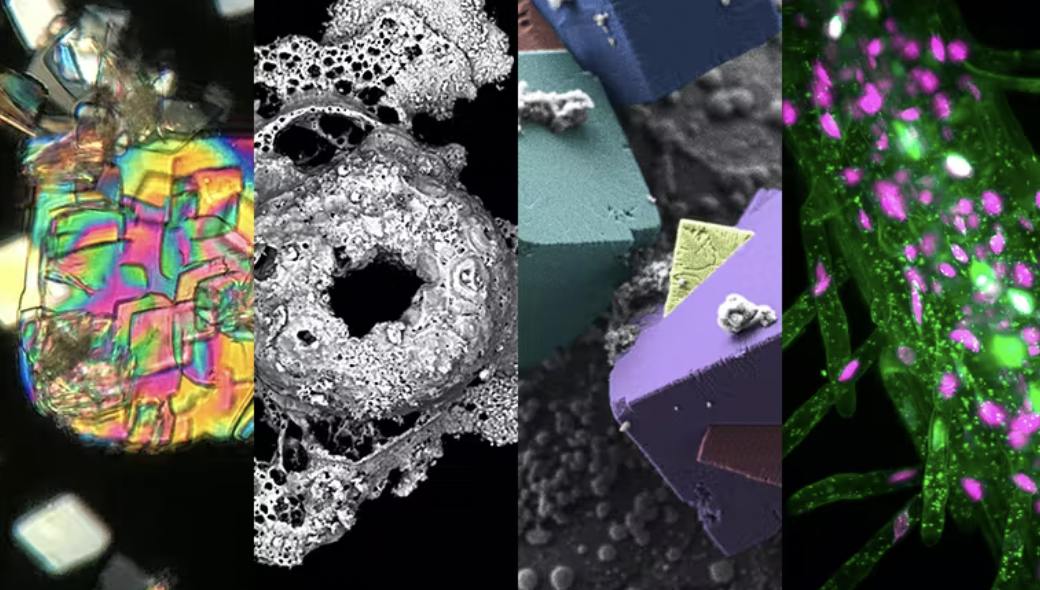 ZEISS Microscopy Image Contest 2022 PlastForum NO