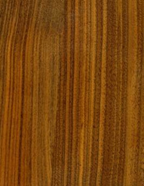 Amerikansk Valnød / Black Walnut (Juglans nigra) 