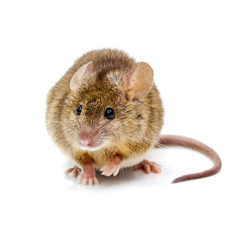 Effektiv bekæmpelse af mus