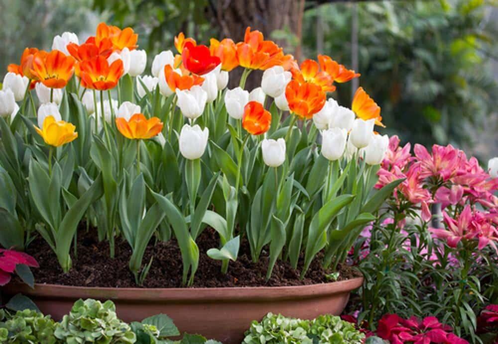 beige plant Buy Beige & Gold Flower Pot Online | Table Decor